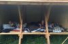 indvielse af shelter og bålplads i krikeskoven fredag d. 22. juni kl. 16:30